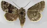<i>Lasionycta caesia</i> Species of moth