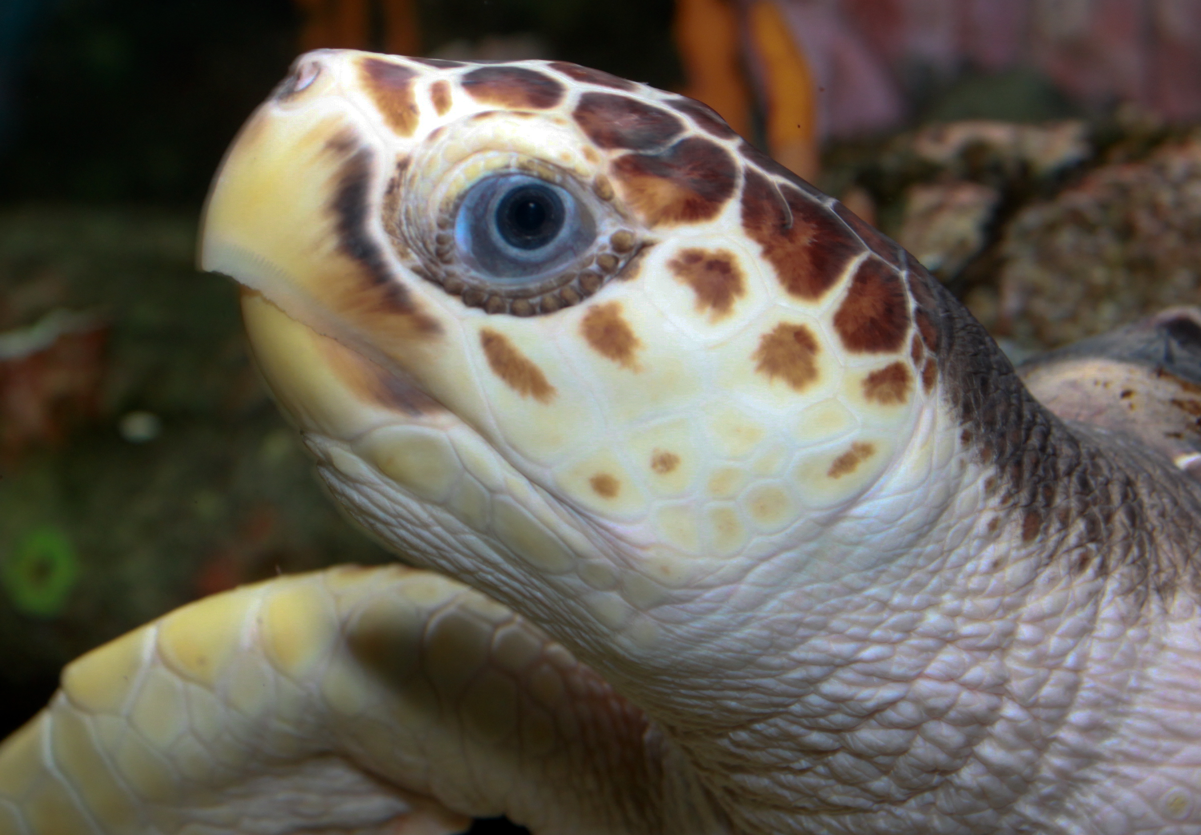Loggerhead Sea Turtle - Classification