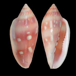 <i>Marginella desjardini</i> Species of gastropod