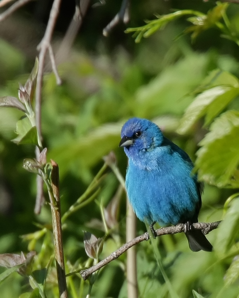 Сине максимум. Индиго животное. Blue Warbler. Maximum Blue.