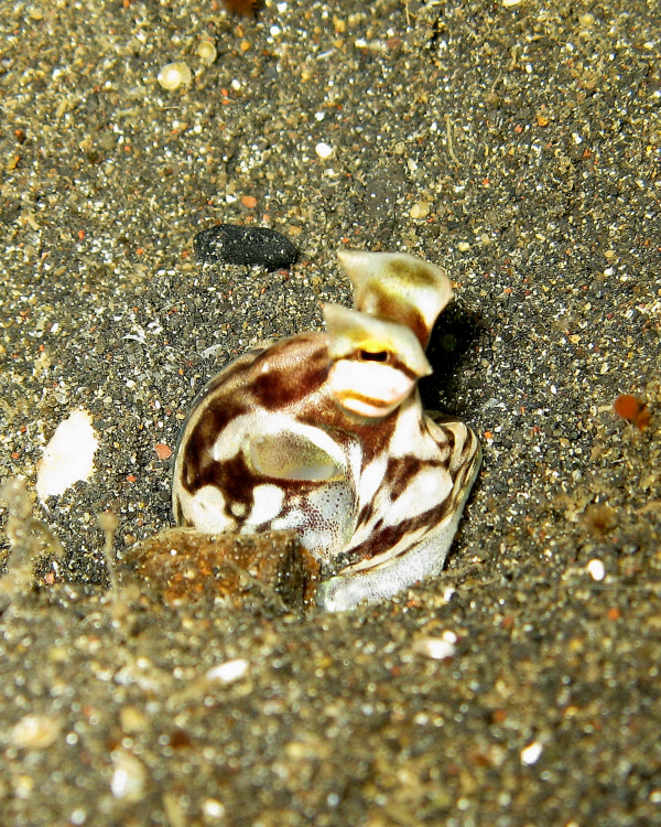 Mimic octopus - Wikipedia