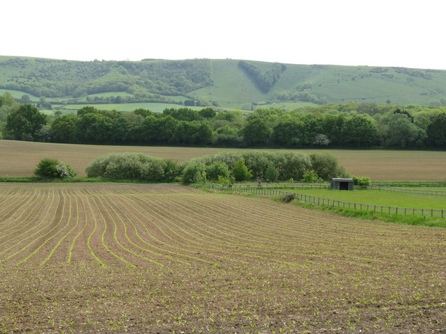 File:New crop on farm near Streat - geograph.org.uk - 1315475.jpg