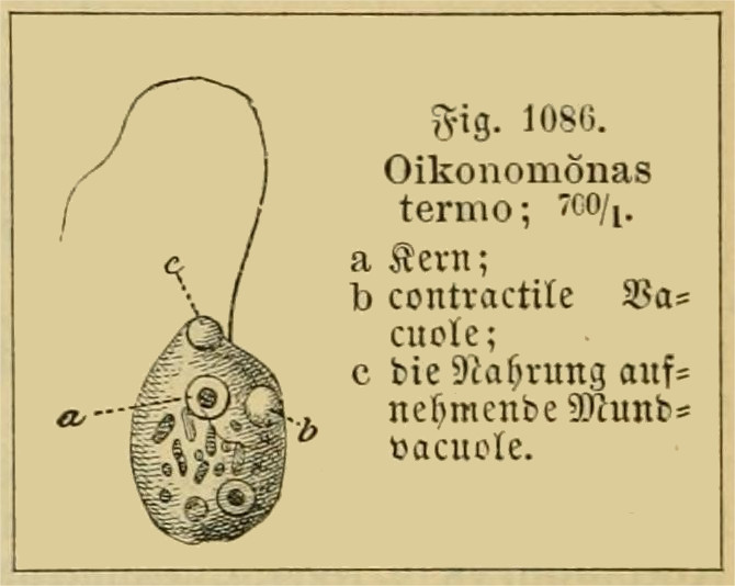 File:Oikomonas termo (O.F.Müller) Kent 1880.jpg