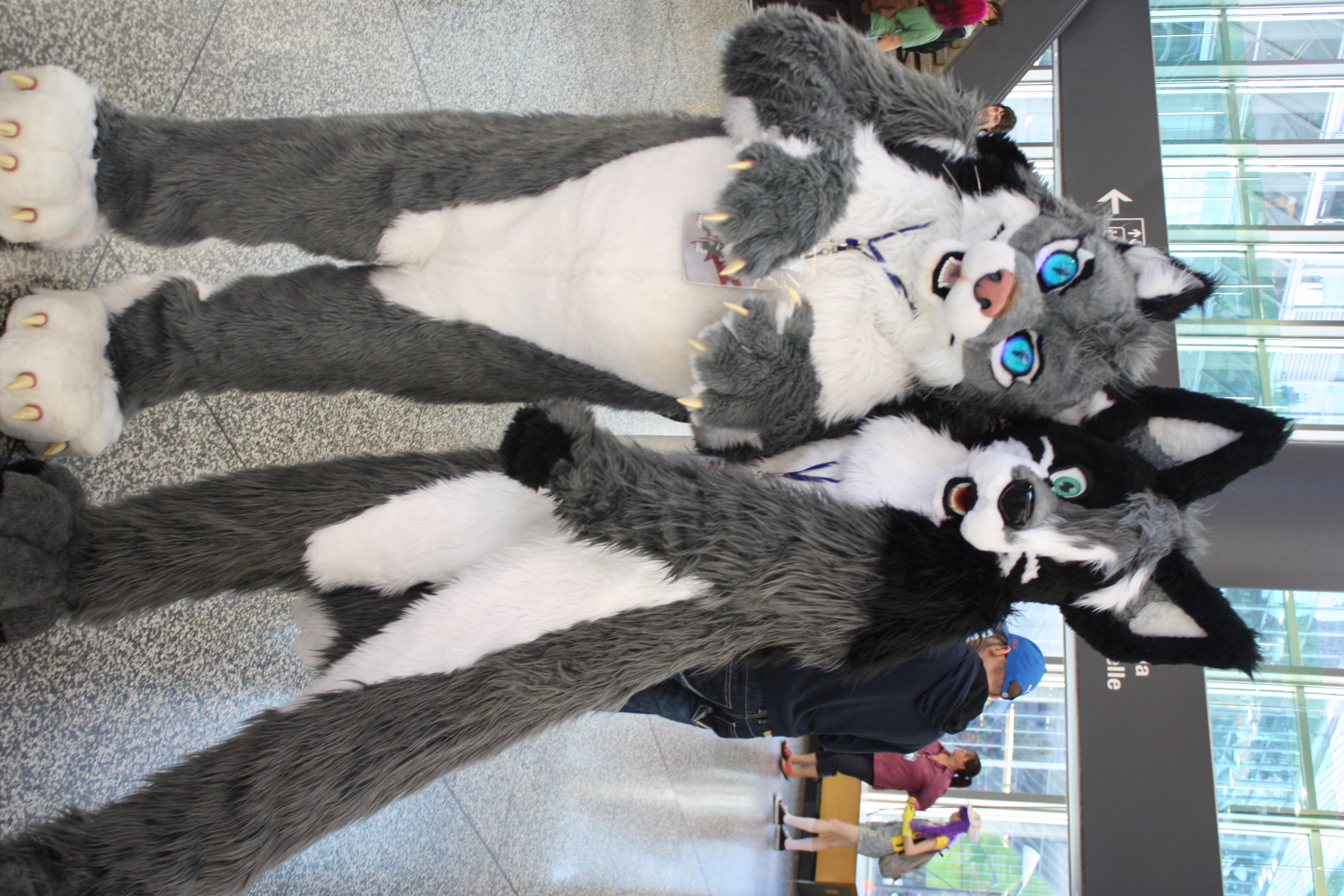 Furry Fandom Wikipedia - fluffy husky roblox