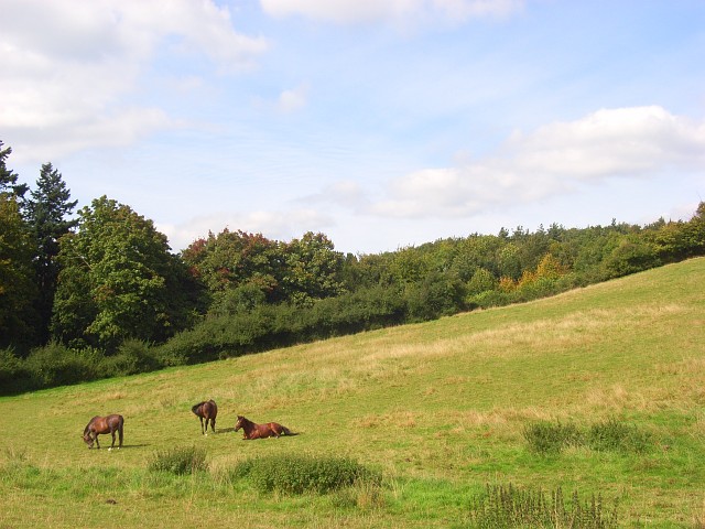 File:Pastures below Bockmer End - geograph.org.uk - 976920.jpg