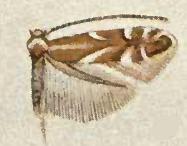 Phyllonorycter incanella.JPG