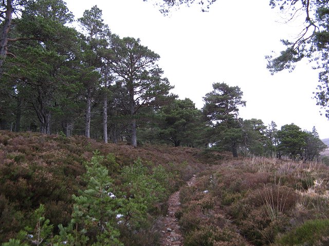 File:Pine woods, Creag Mhigeachaidh - geograph.org.uk - 318526.jpg