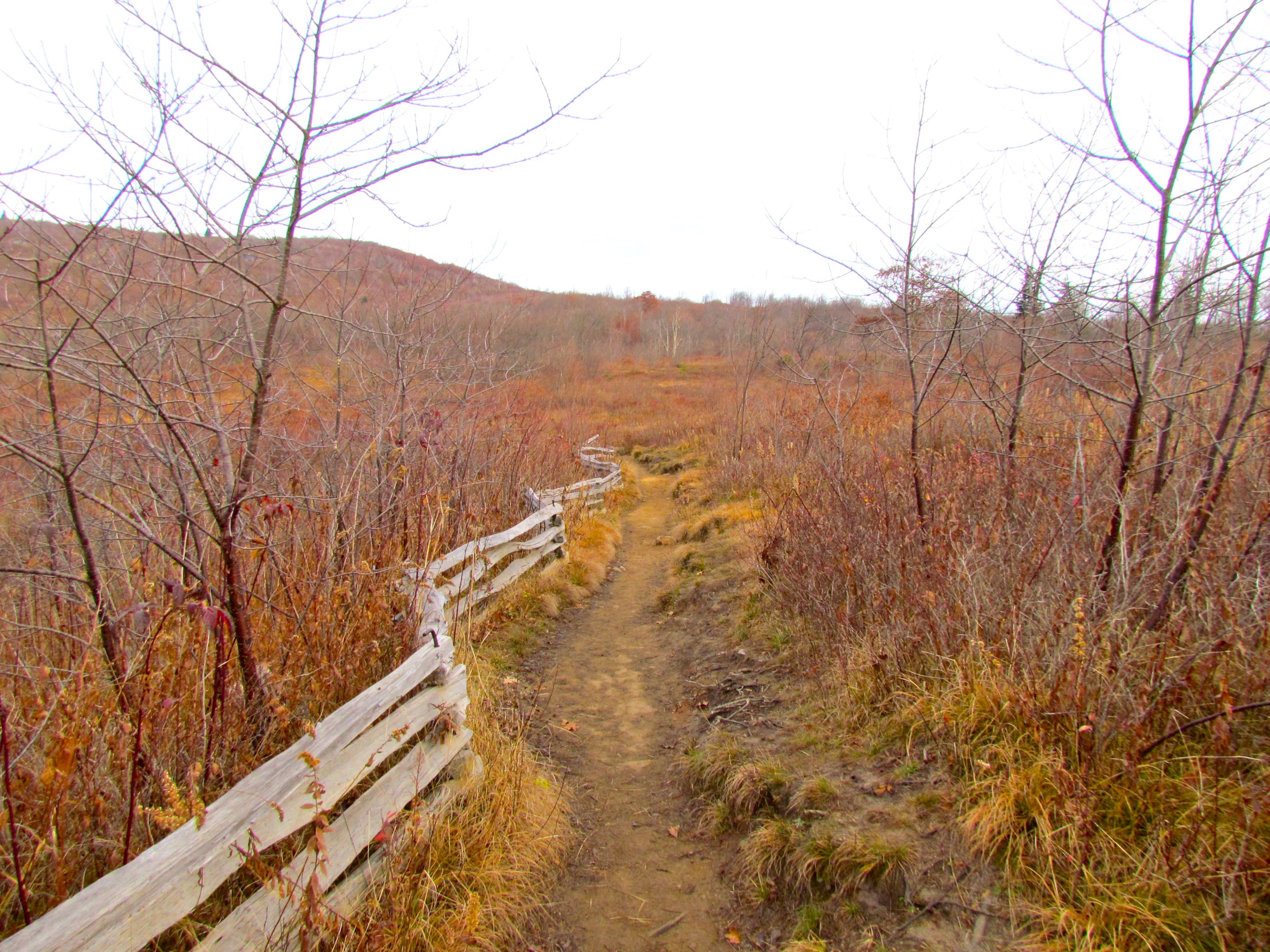 Pisgah National Forest