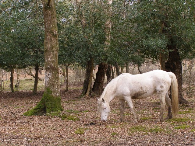 File:Pony in the woods, Park Hill, New Forest - geograph.org.uk - 398079.jpg