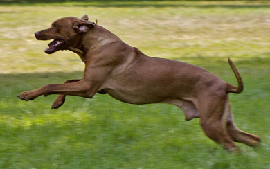 File:Rhodesian ridgeback impulsion en course.jpg