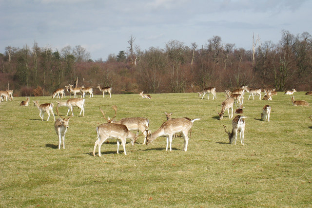 File:Rutting Deer at Knowle Park - geograph.org.uk - 1193201.jpg