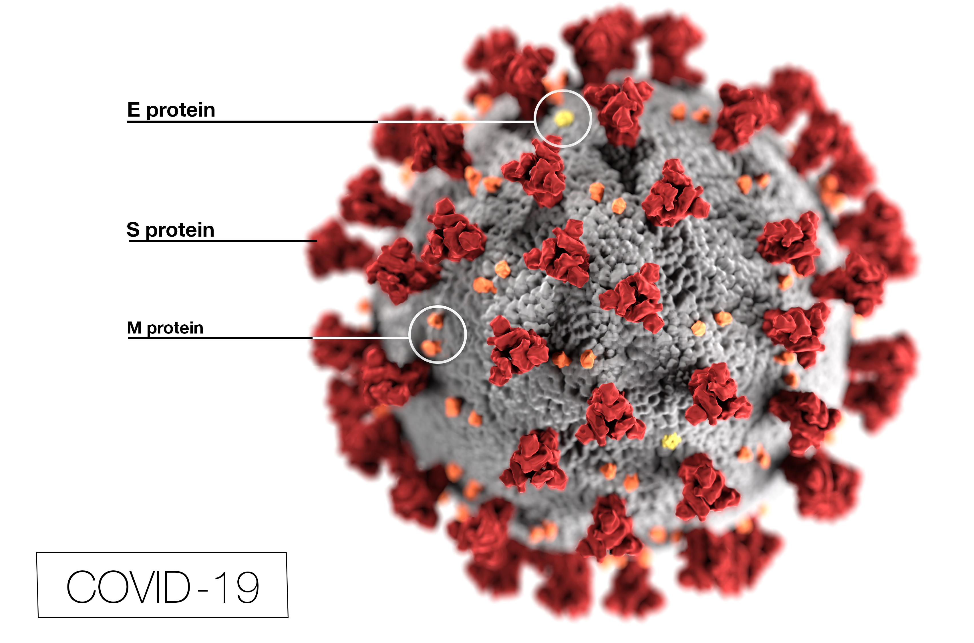 Coronavirus Image Png File