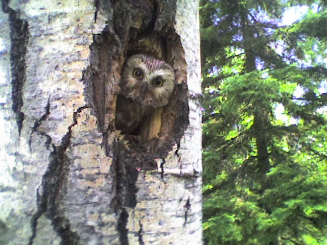 Saw Whet Owl (5062207981).jpg