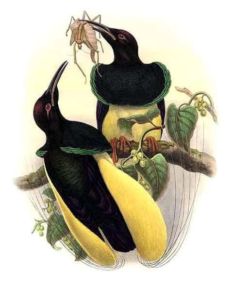 File:Seleucidis melanoleuca by Bowdler Sharpe.jpg