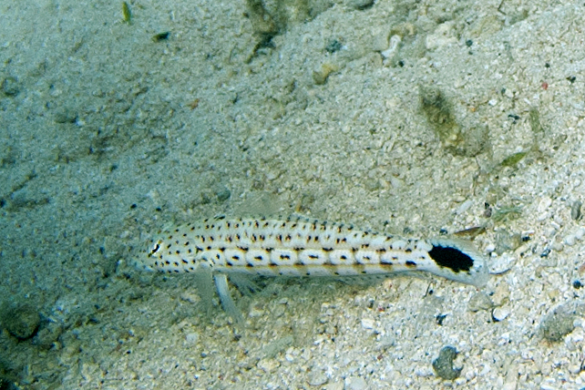 File:Speckled sandperch Parapercis hexophthalma (5848895843).jpg