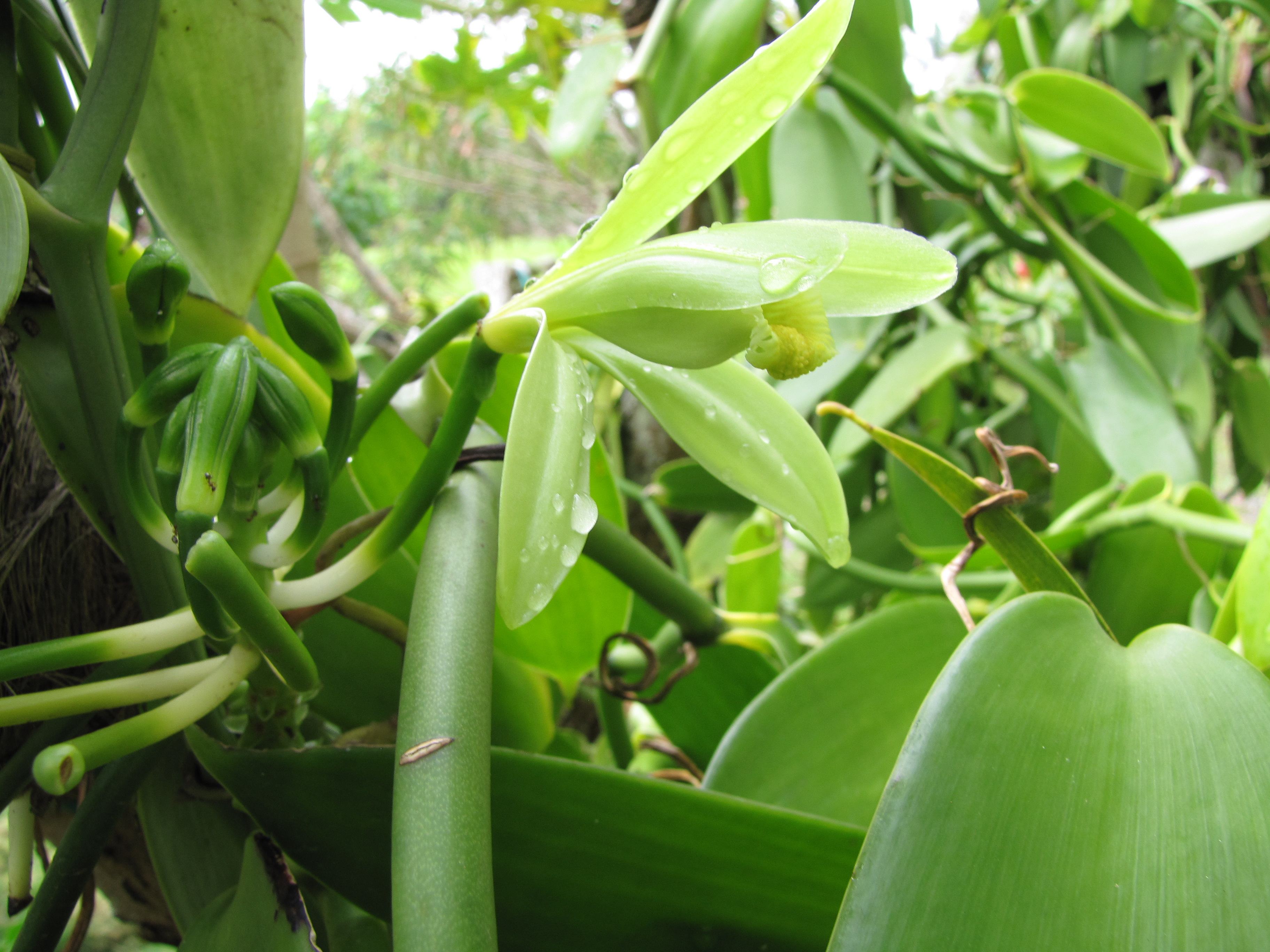 Vanilla plants. Vanilla planifolia. Vanilla planifolia стручки. Vanilla planifolia albomarginata.. Vanilla planifolia, л.