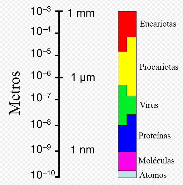 File:Tamaños relativos.jpg