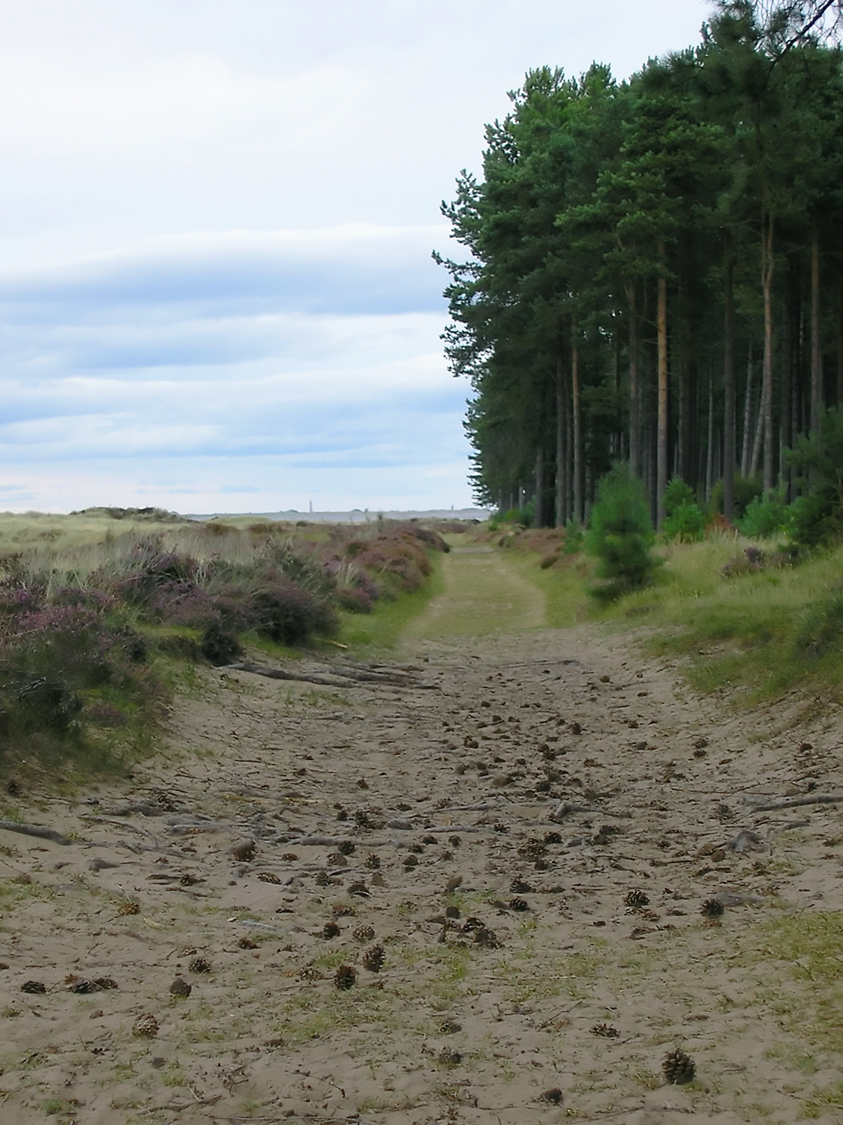 Tentsmuir Forest