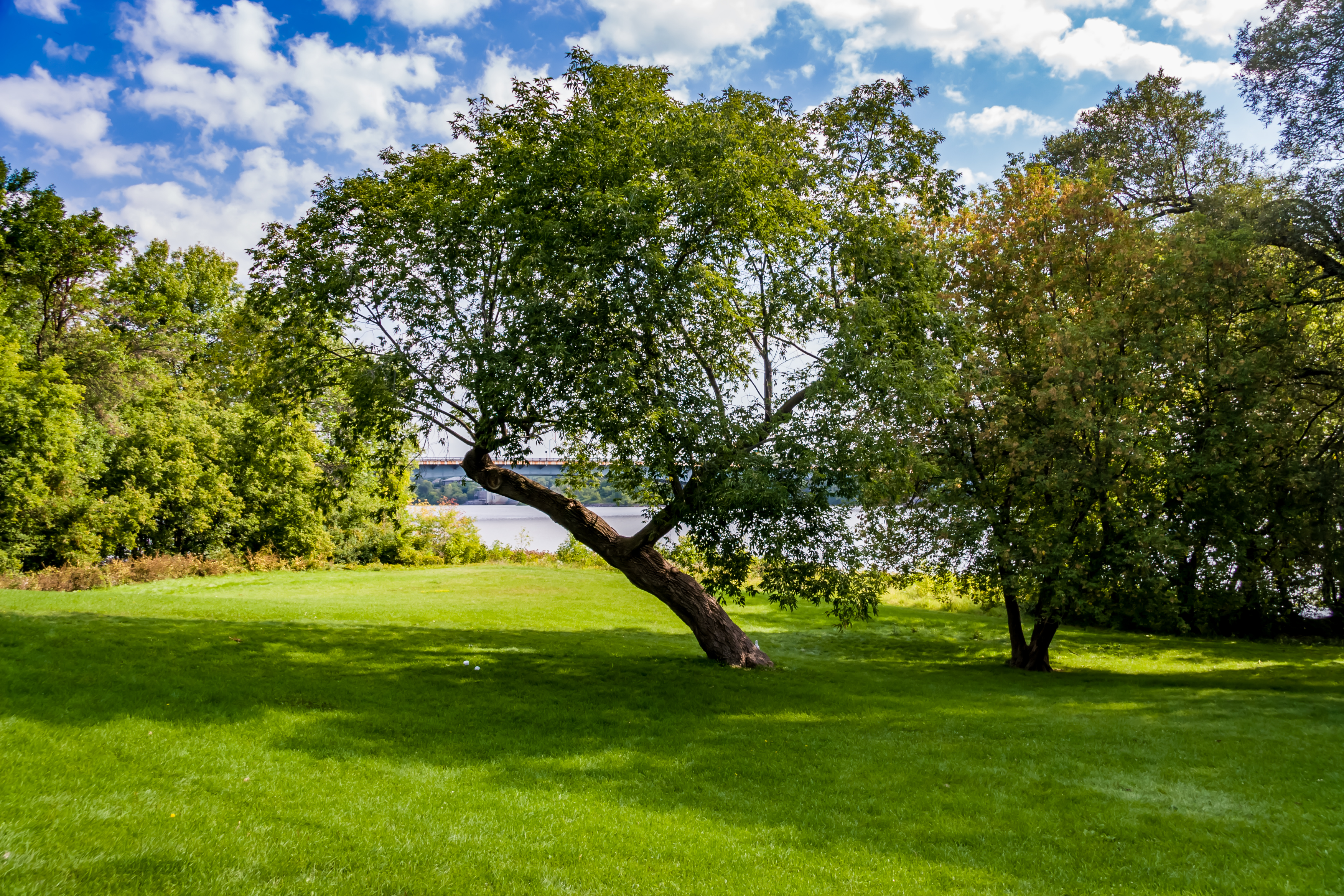 Filing tree. Парк Жака Картье. Деревья в парке. Деревья в парках. Парк большое дерево.