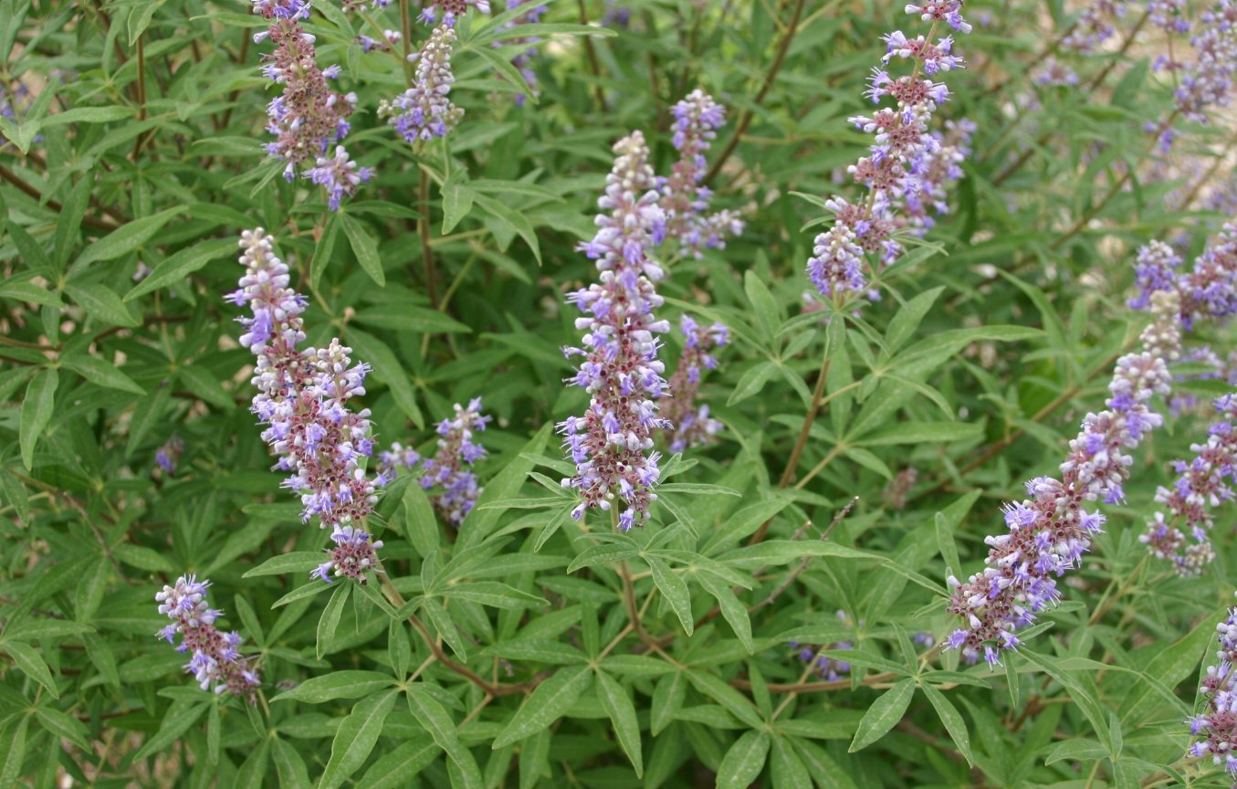 Vitex agnus castus. Витекс священный Авраамово дерево. Прутняк Авраамово дерево. Витекс прутняк. Vitex растение Agnus-castus.