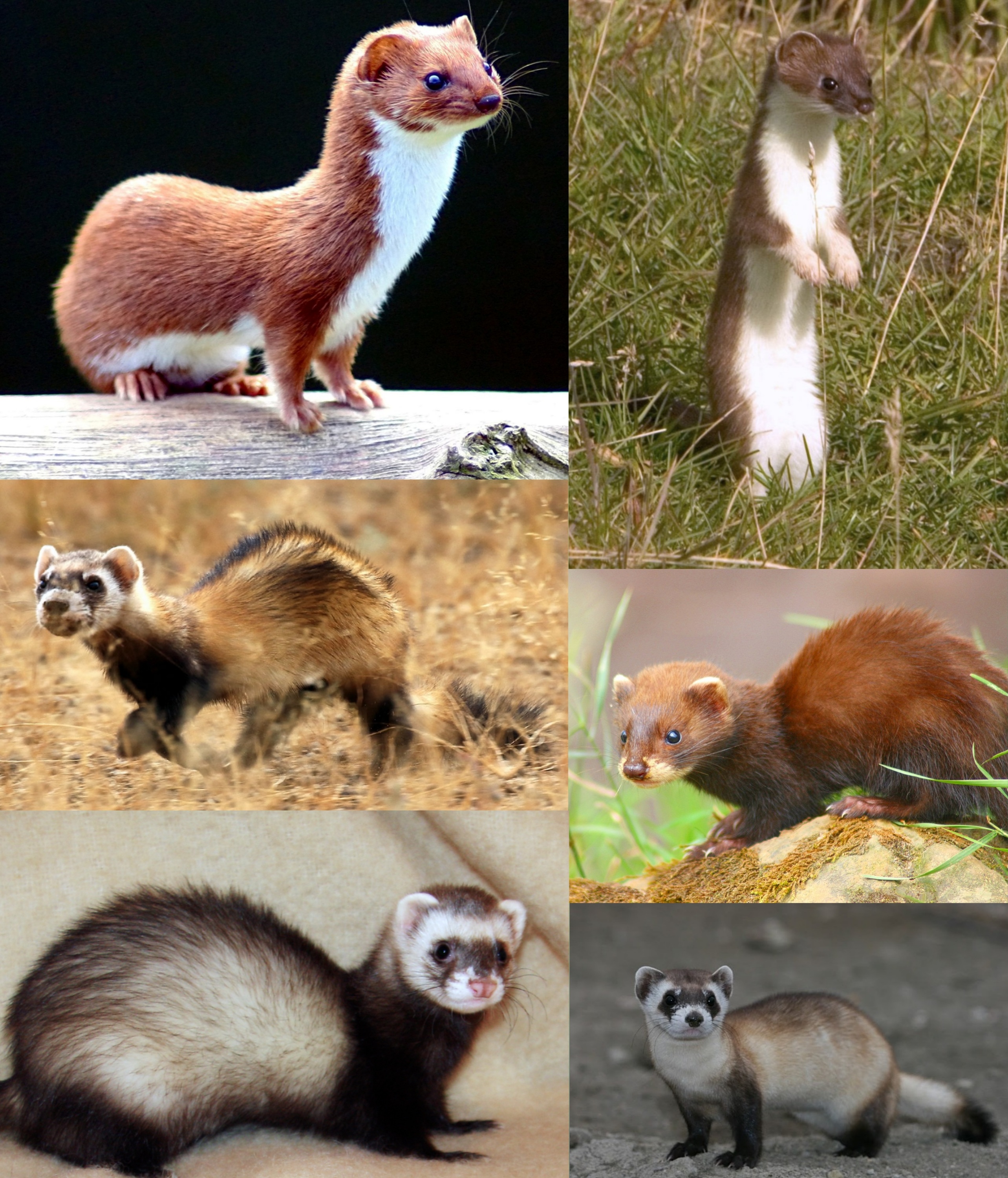 Weasel - Wikipedia