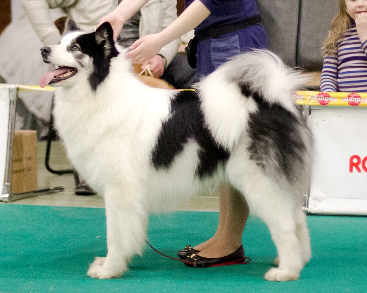 якутская собака