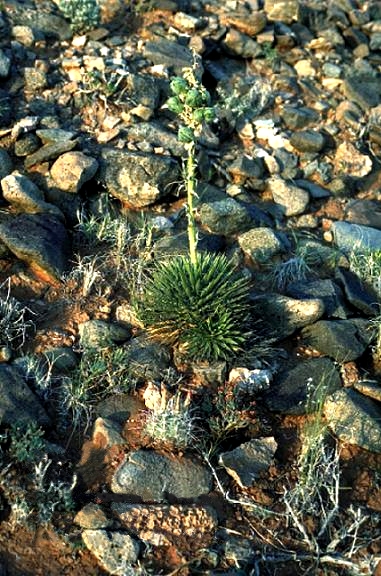 File:Yucca nana fh 1180.28 Scl parviflorus fh 69.903 UT BB.jpg