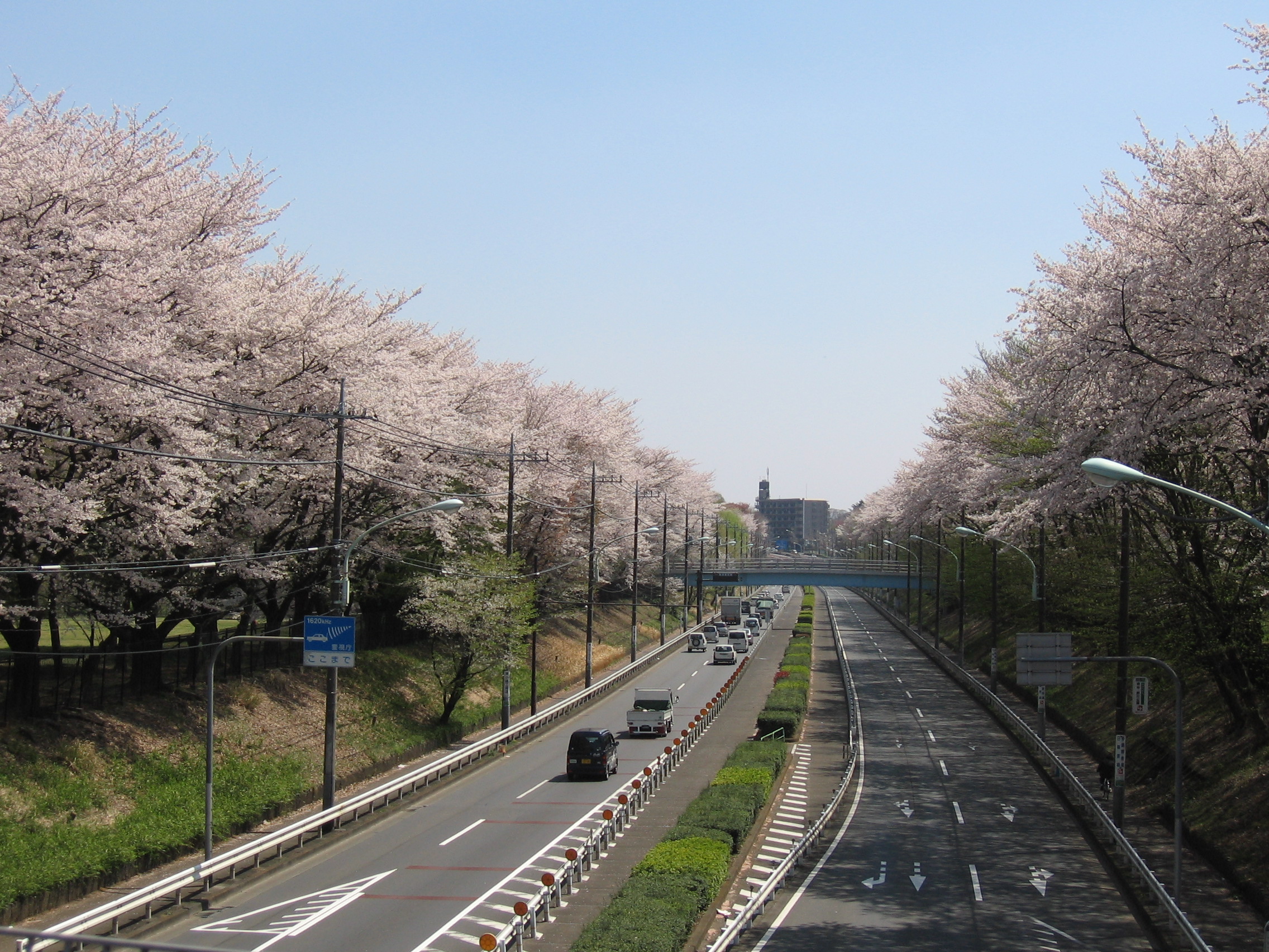 File 東八道路と野川公園の桜 Panoramio Jpg Wikimedia Commons