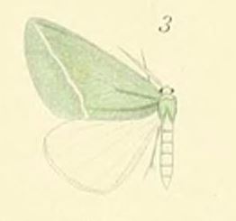 <i>Chlorosterrha semialba</i> Species of moth