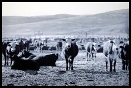 File:1895 cattle RanchoSantaRosa.jpg