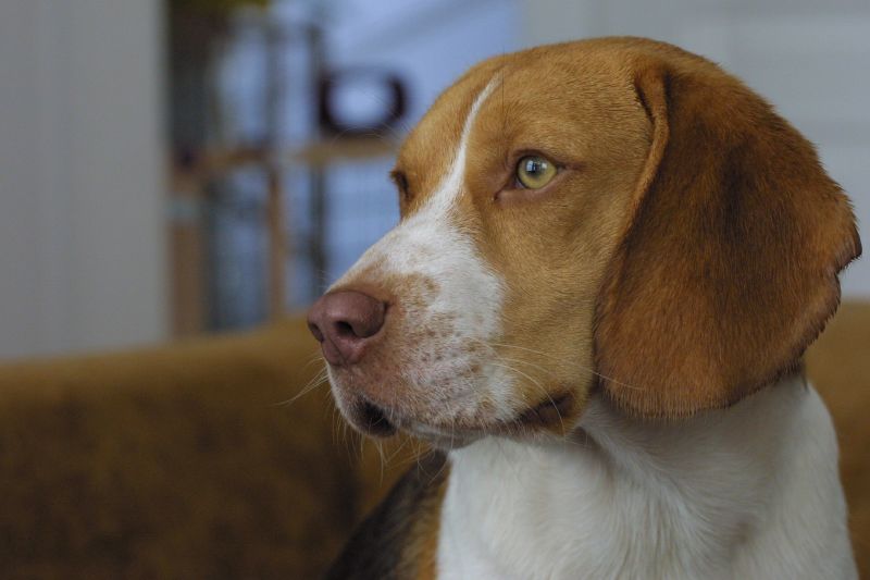 File:A beagle focused.jpg