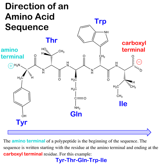 File:Aasequencedirection.png