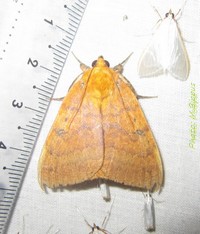 <i>Achaea</i> (moth) Genus of moths