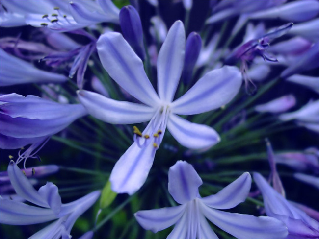 File:Agapanthus.jpg