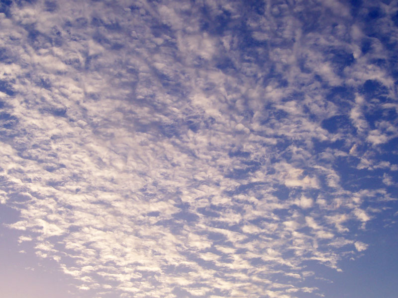 File:Altocumulus stratiformis lacunosus.jpg