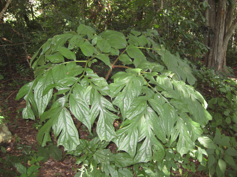 File:Anchomanes abbreviatus - leaf (5658253678).jpg