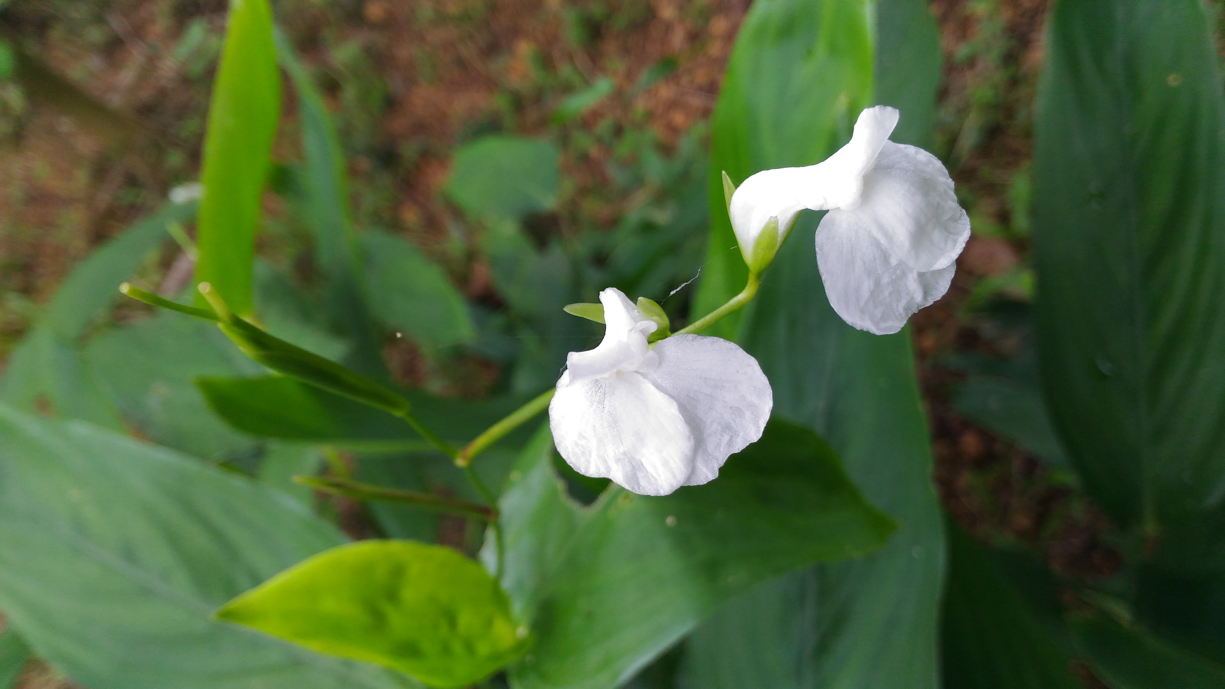 Maranta arundinacea - Bermuda Arrowroot - Seeds