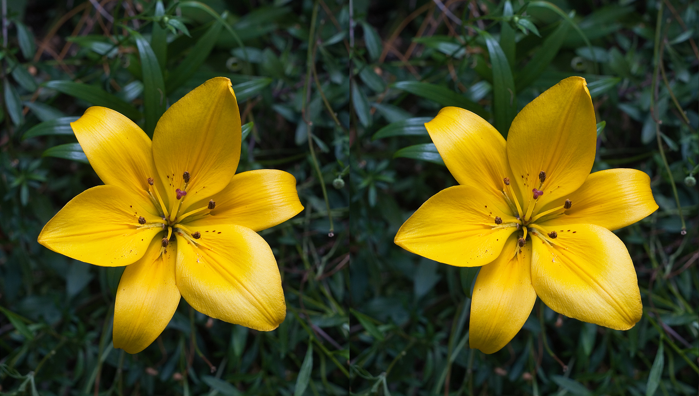 File Asiatic Hybrid Lilium Stereogram Flipped jpg Wikipedia