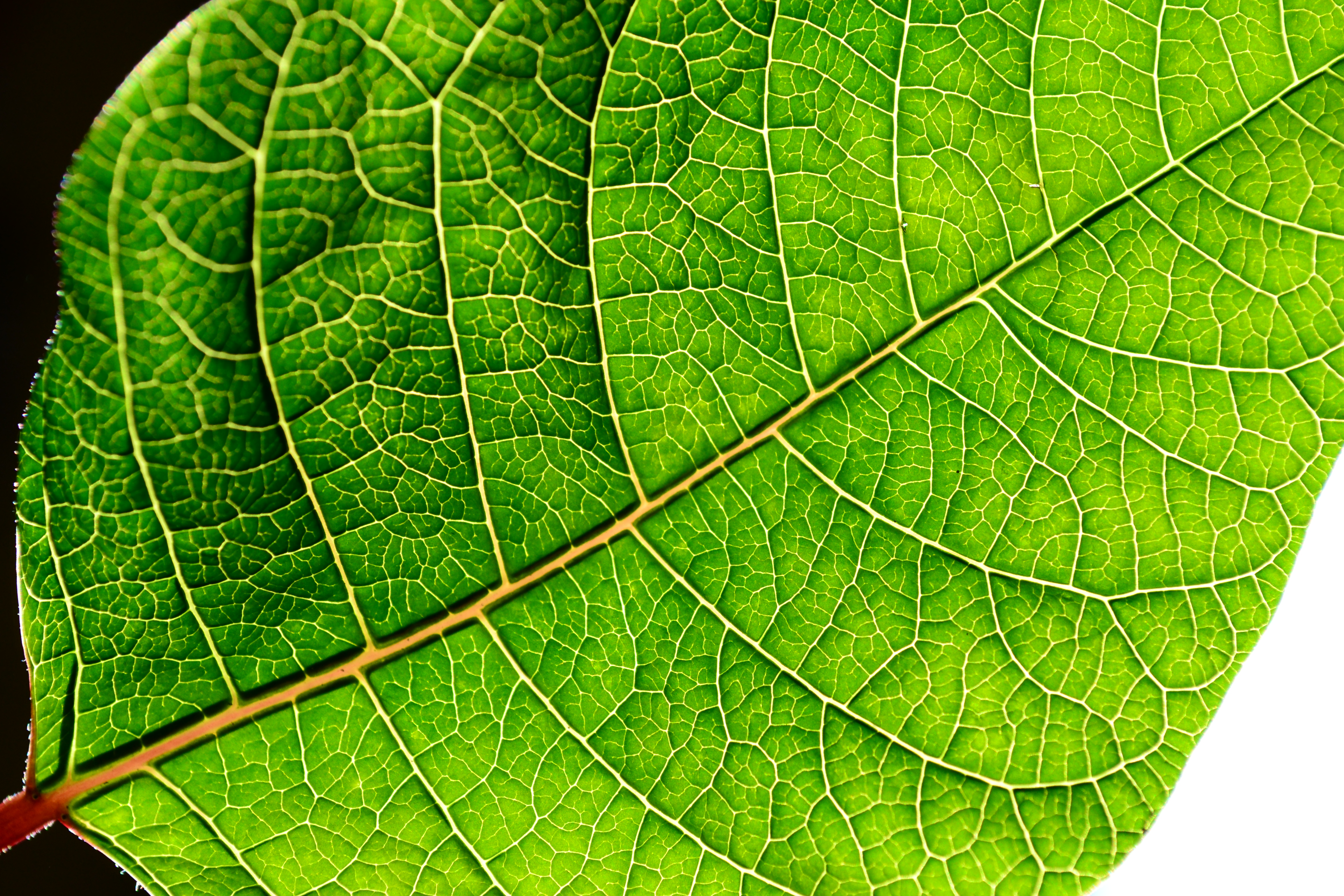 Leaf