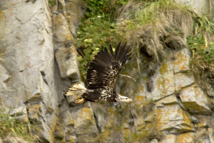 File:Bald eagle (5920419752).jpg