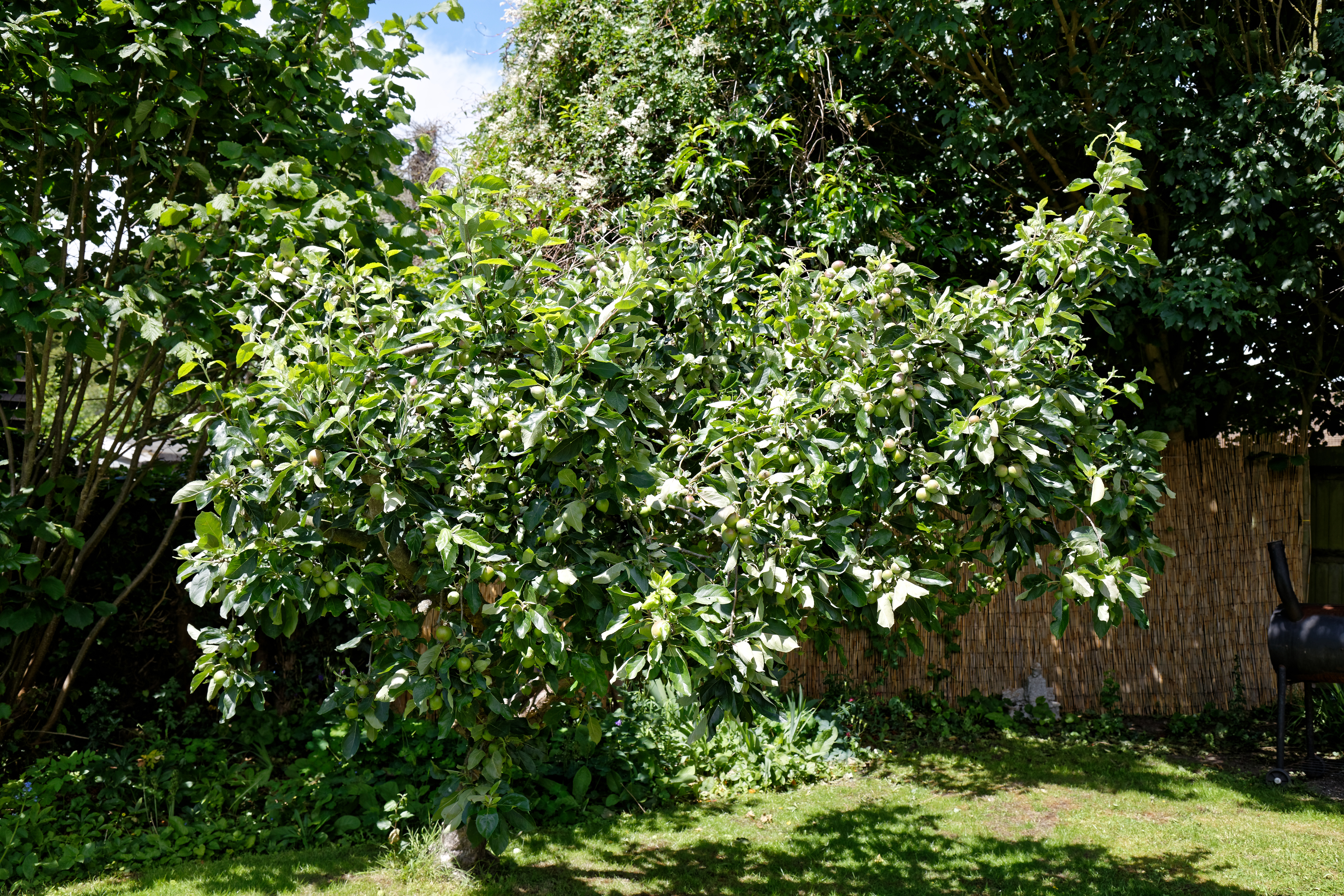 File Beer Garden Apple Tree At The The Queen S Head Boreham