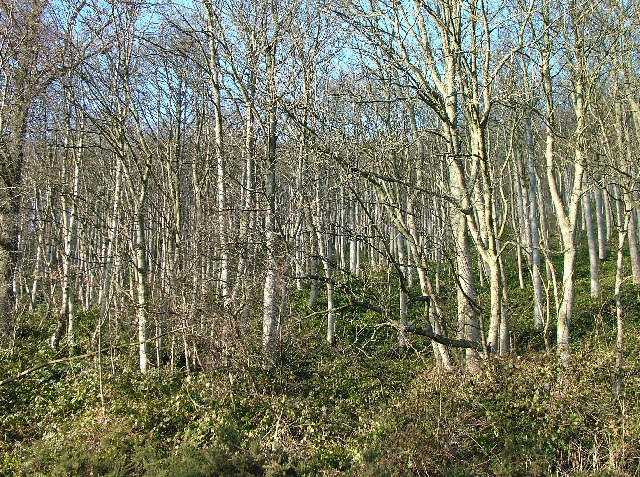 File:Birch Forest - geograph.org.uk - 101915.jpg