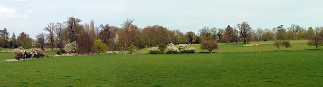 File:Blackthorn blossom time - geograph.org.uk - 1263109.jpg