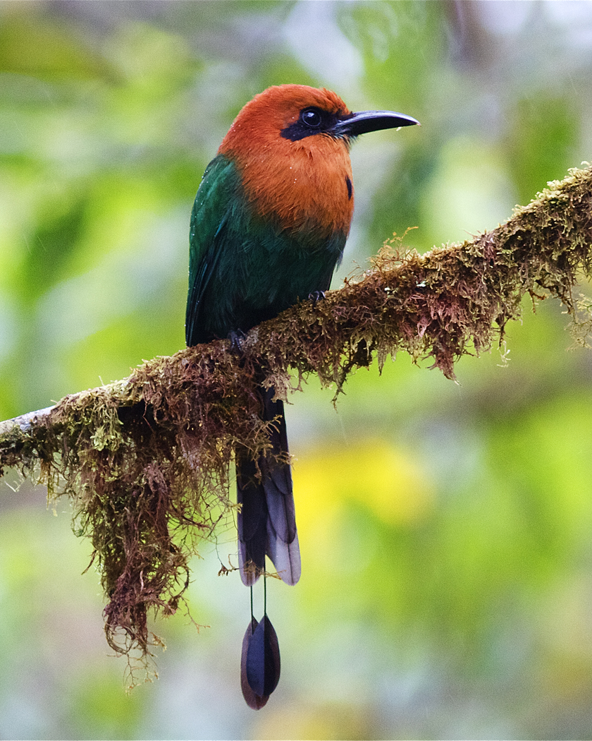 Broad-billed Motmot 2.jpg