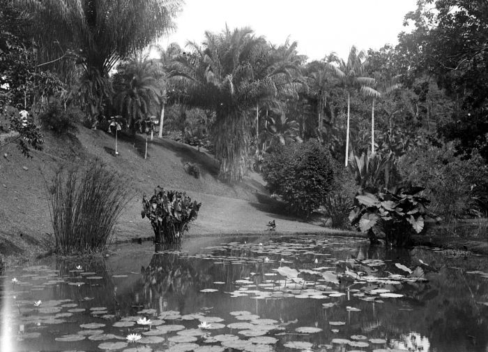 File:COLLECTIE TROPENMUSEUM 's Lands Plantentuin te Buitenzorg West-Java TMnr 10010761.jpg