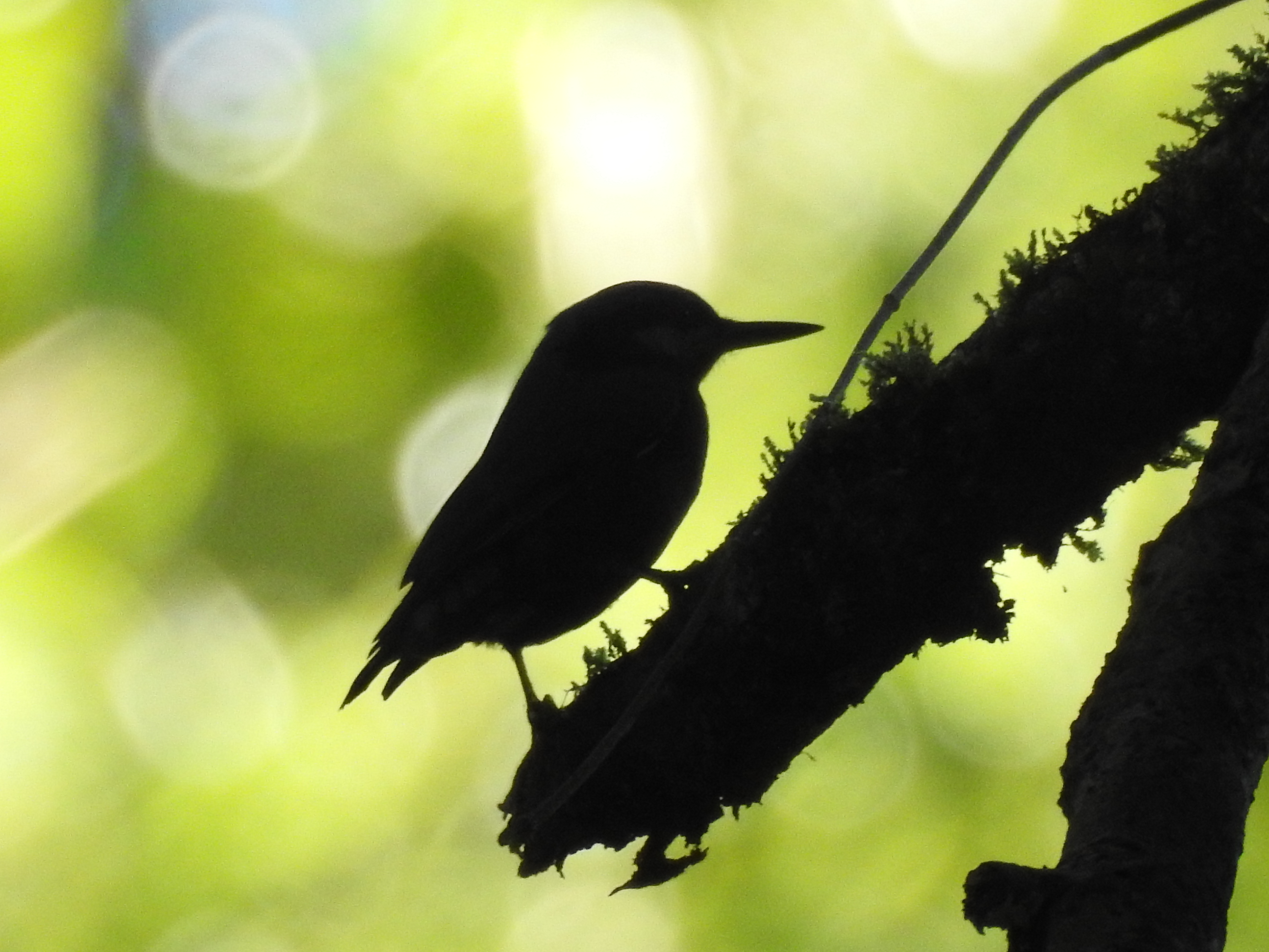 nuthatch silhouette