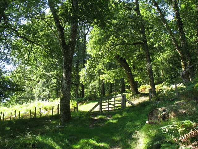 File:Coed Dolmelynllyn woodlands - geograph.org.uk - 533886.jpg