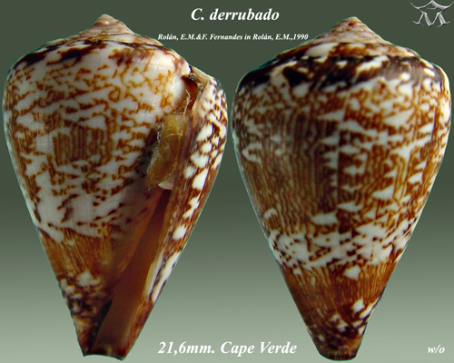 File:Conus derrubado1.jpg