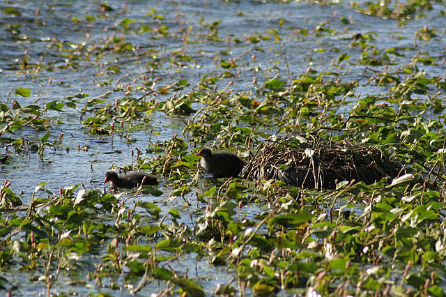 Coots' nest with young - geograph.org.uk - 856972