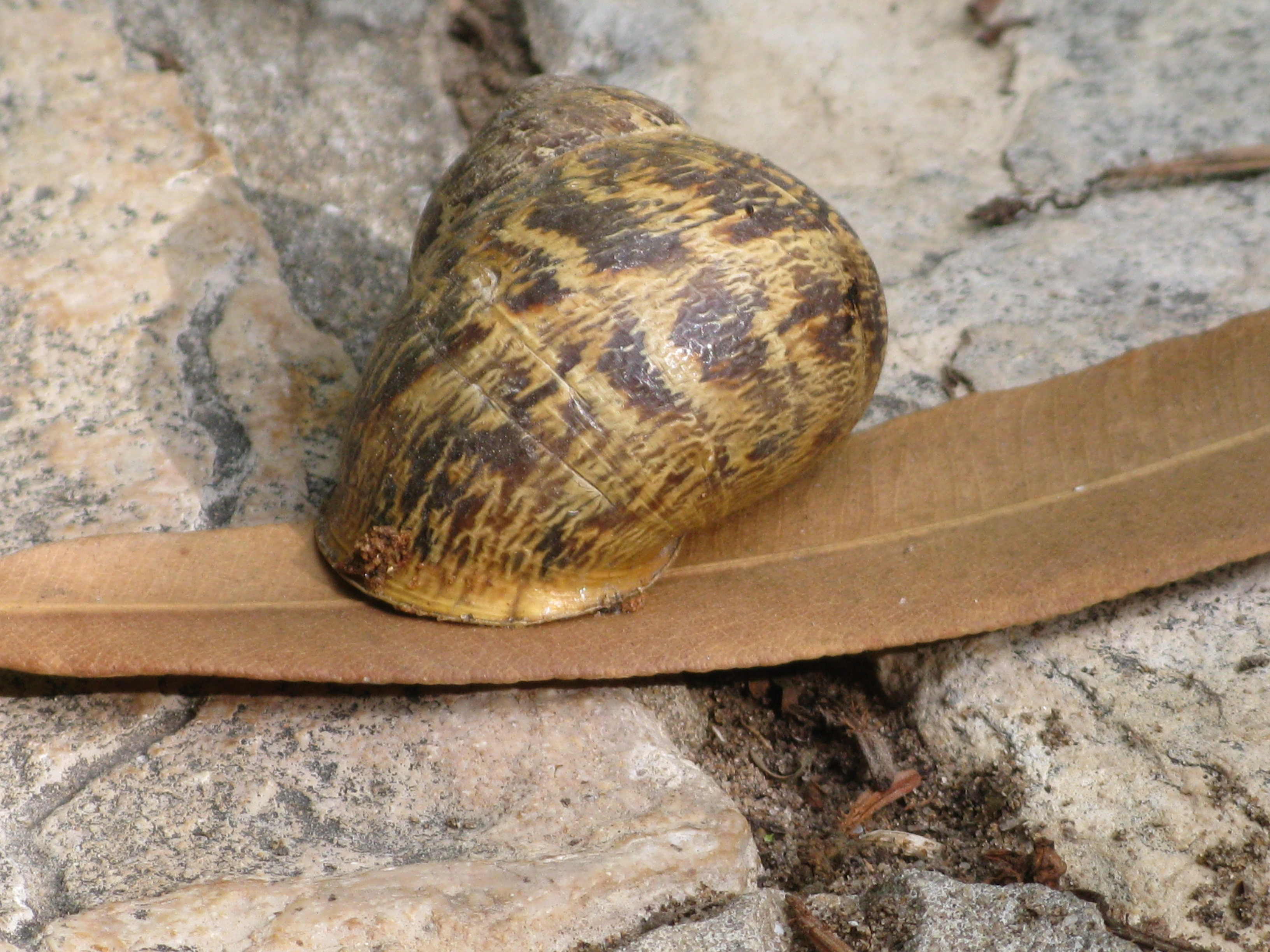 Helix aspersa фото